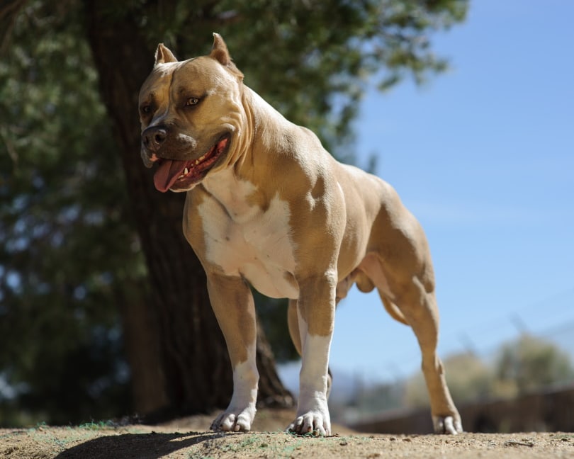 How To Train a Pit Bull to Be a Guard Dog in 4 Simple Steps – Dogster