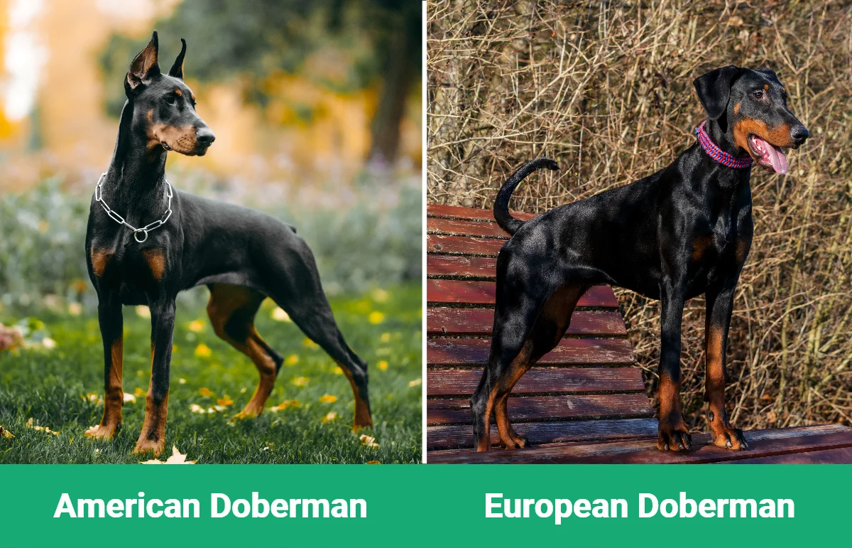 American vs European Doberman - Visual Differences