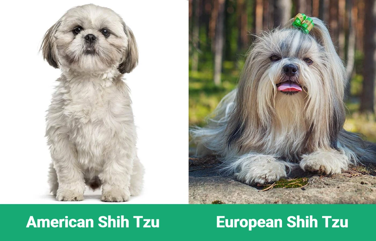 American vs European Shih Tzu - Visual Differences
