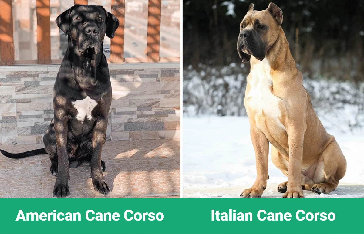 American vs Italian Cane Corso - Visual Differences