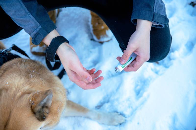 Applying vaseline cream on dog's paw pads to protect from salt or chemical deicers in snow
