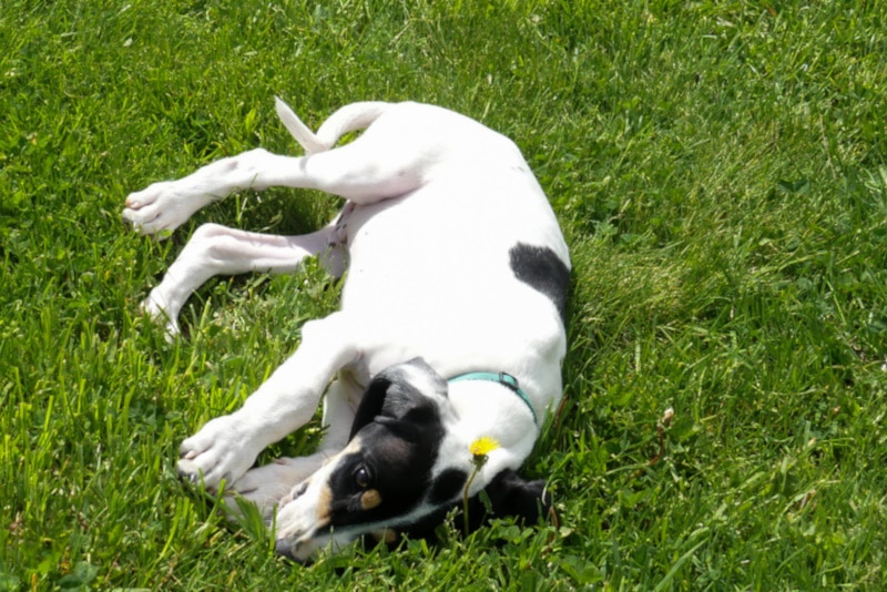 Ariegeois dog lying in the grass