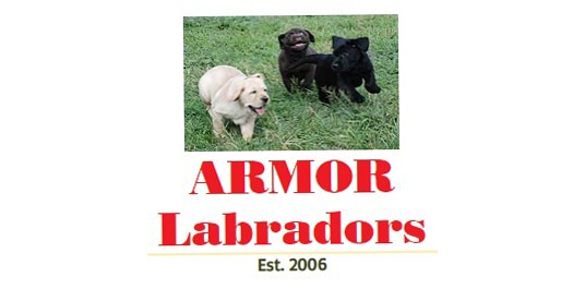 Armor Labradors