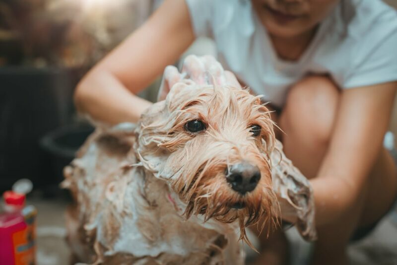 Asian woman dog owner are bathing furry dogs