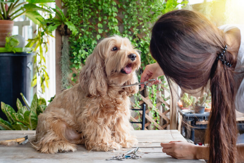 Asian woman grooming puppy cockapoo dog