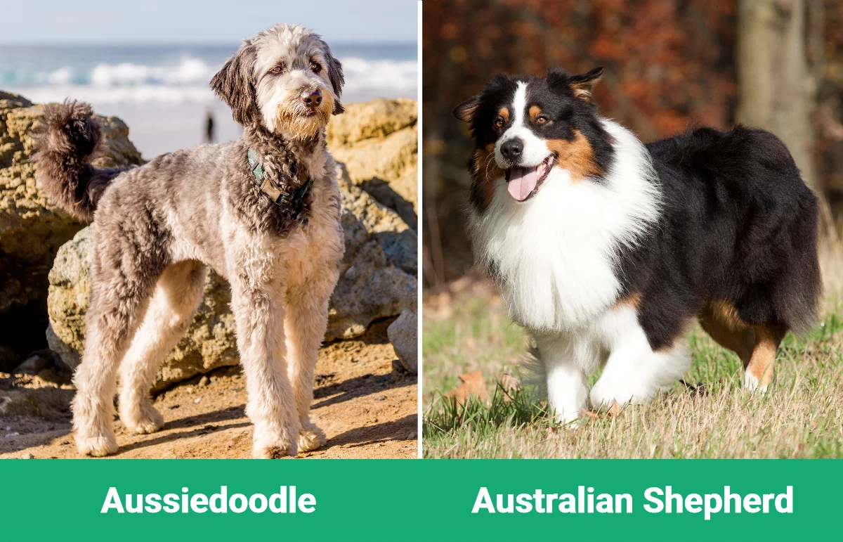 Aussiedoodle vs Australian Shepherd - Visual Differences
