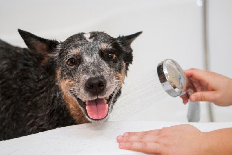 Australian Cattle Dog getting a bath