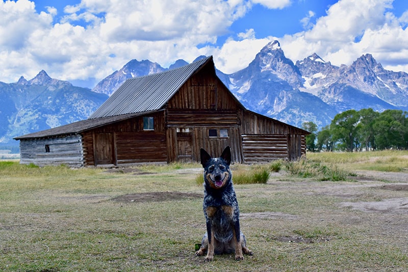Australian Cattle Dog in front of Mormon Row in The Grand Teton National Park.