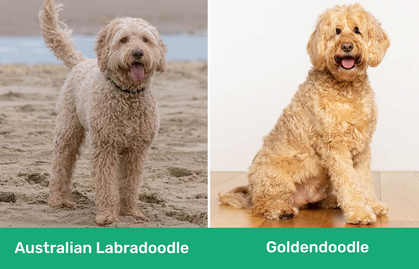 Australian Labradoodle vs Goldendoodle side by side