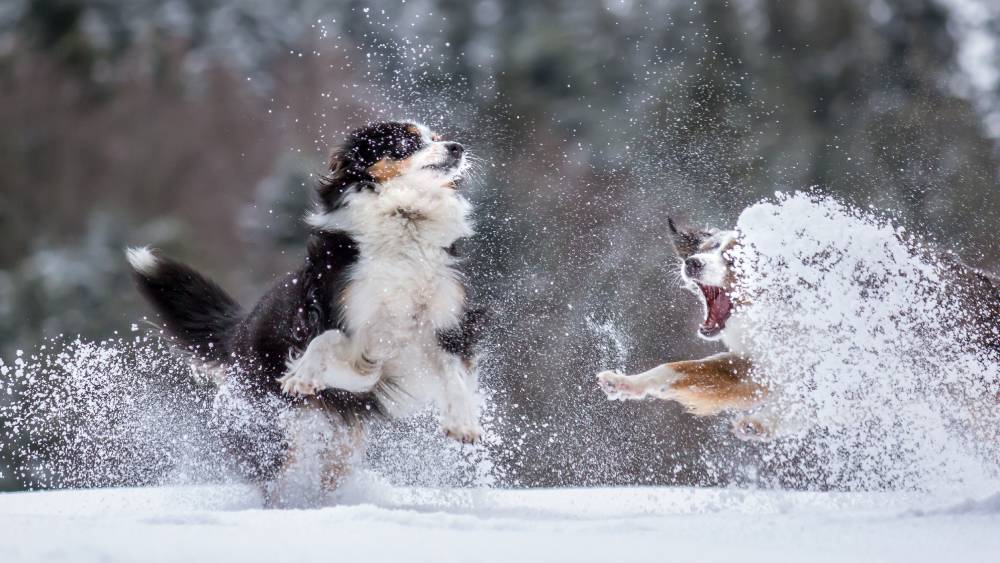 Australian Shepherd Dogs playing snow