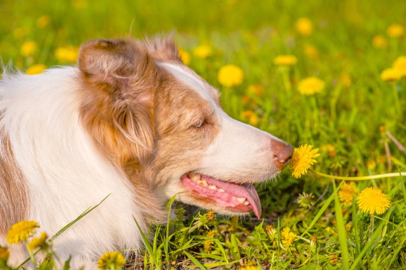 Australian Shepherd dog lies on a dandelion field and sniffs a flower