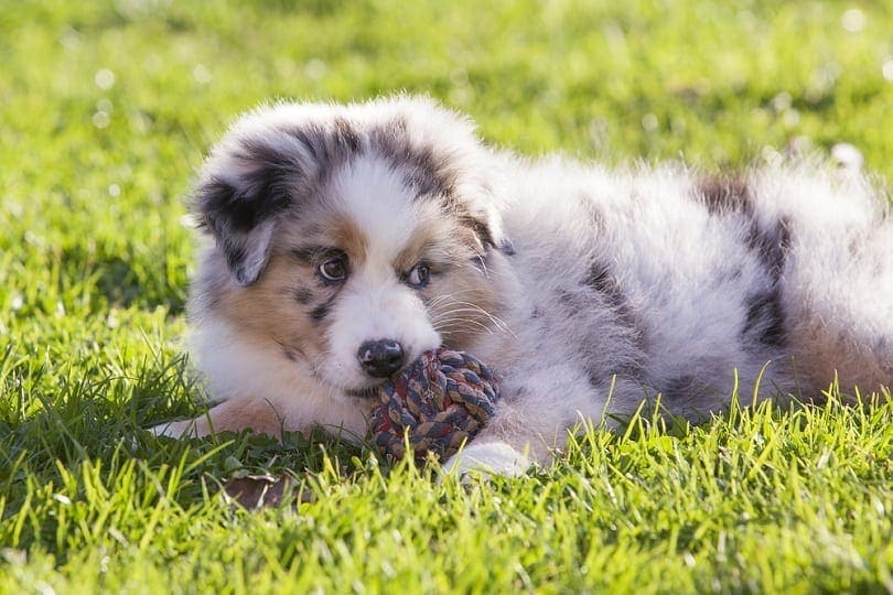Tri-Colored Australian Shepherd: Facts, Origin, Pictures & History – Dogster