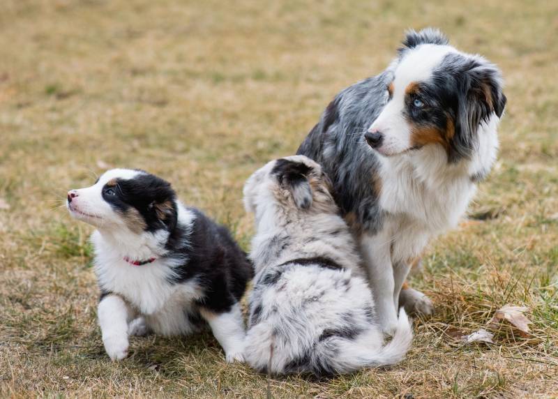 Australian Shepherd purebred mother and her puppies on meadow