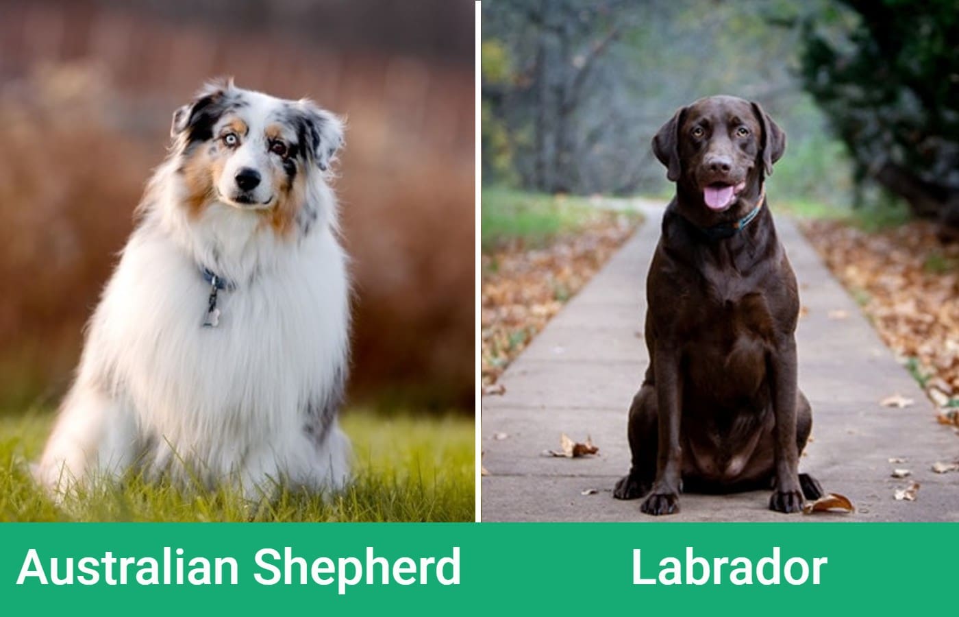 Australian Shepherd side by side Labrador