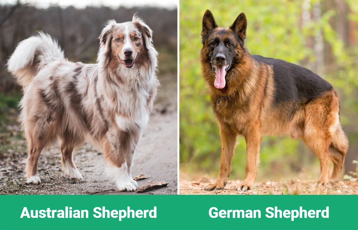 Australian Shepherd vs German Shepherd - Visual Differences