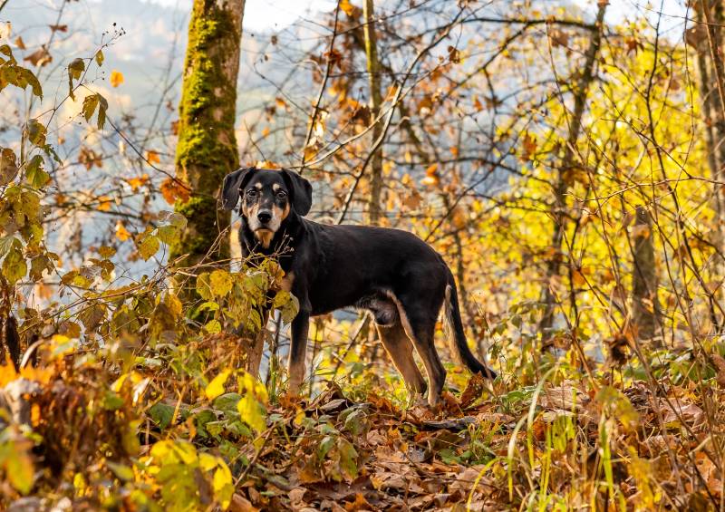 Austrian Black and Tan Hound dog on a sunny day in fall