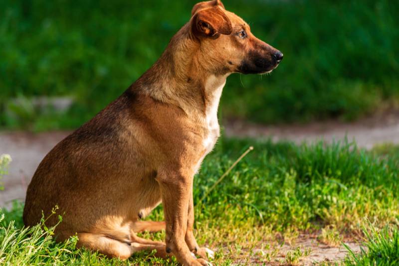 Austrian Pinscher dog outdoor closeup