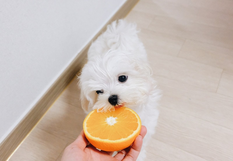 Baby dog eating her favorite orange