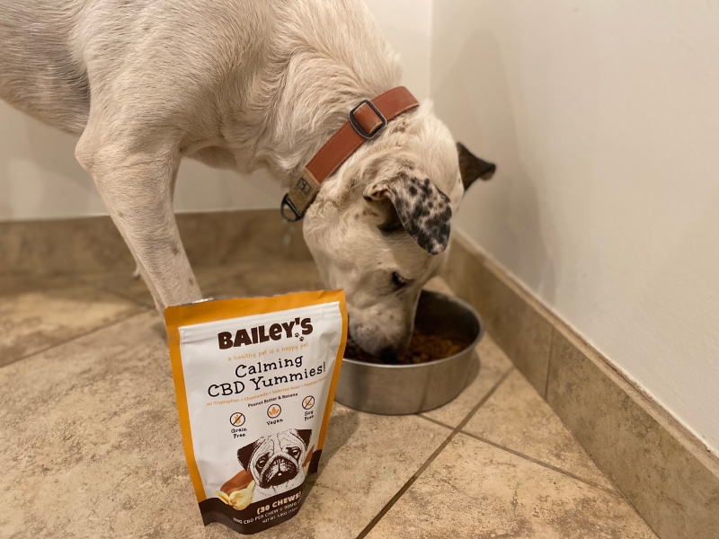 Bailey’s CBD Dog Products - indy eating the calming chews