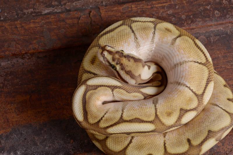 Ball python snake in studio