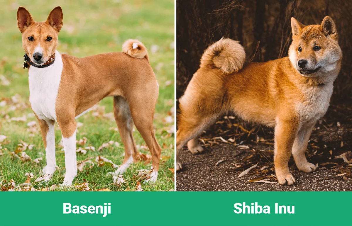 Basenji vs Shiba Inu - Visual Differences