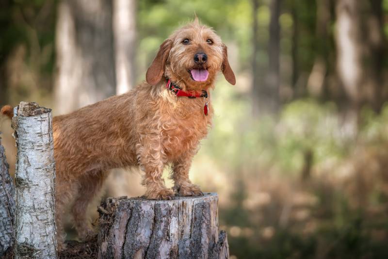 Basset Fauve de Bretagne dog standing against a tree stump