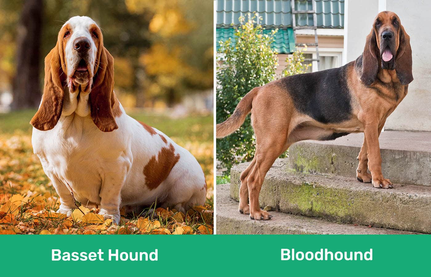 Basset Hound vs Bloodhound side by side