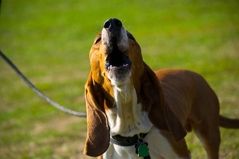 Basset hound howling at the park