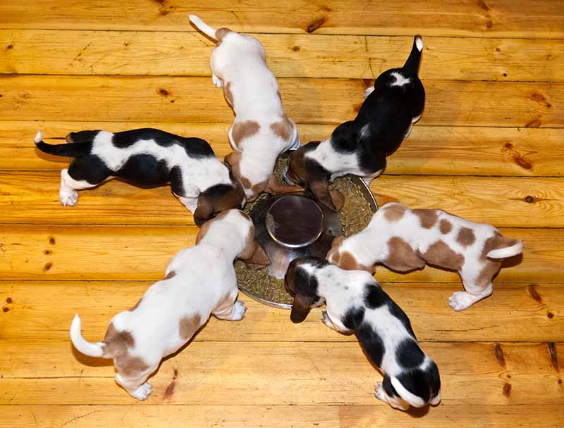 Basset hound puppies eating from the bowl