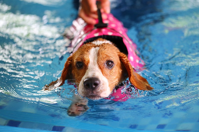 Beagle Swimming