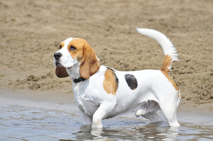 Beagle goes water