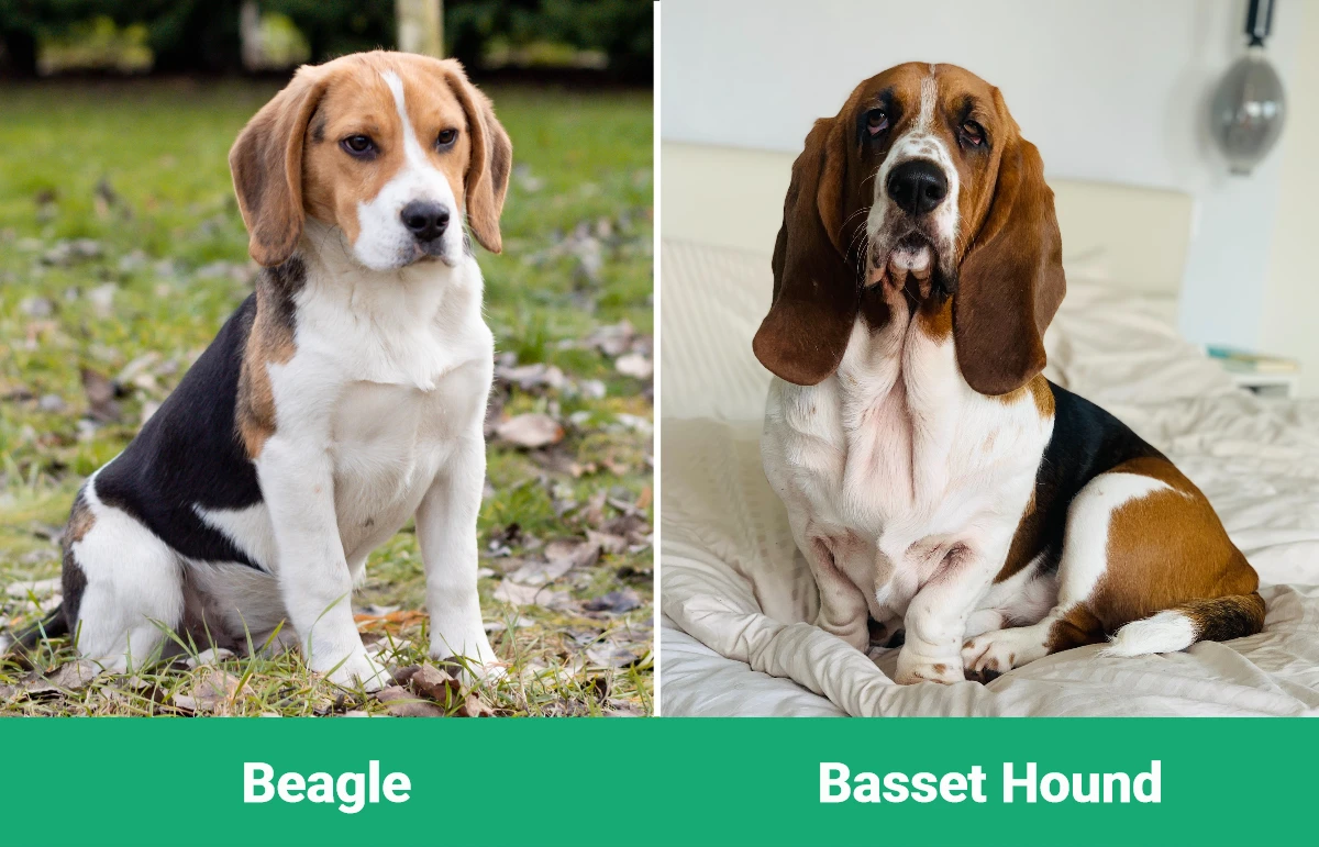 Beagle vs Basset Hound - Visual Differences