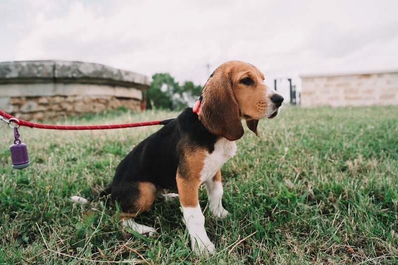 Beagle wearing a red leash standing on grass