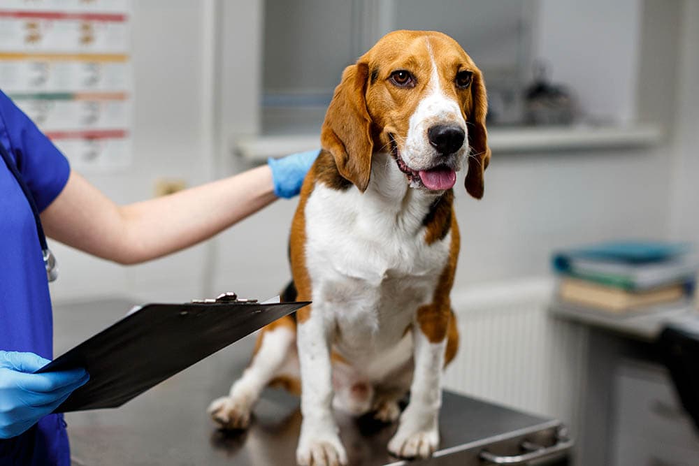 Beagle-with-a-vet_Melianiaka-Kanstantsin_Shutterstock