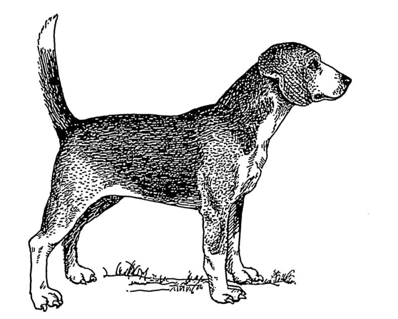 North Country Beagle extinct dog breed illustration