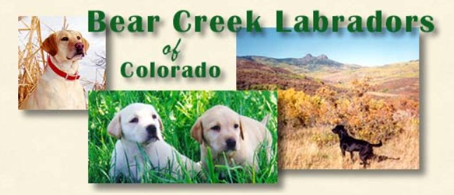 Bear Creek Labradors of Colorado