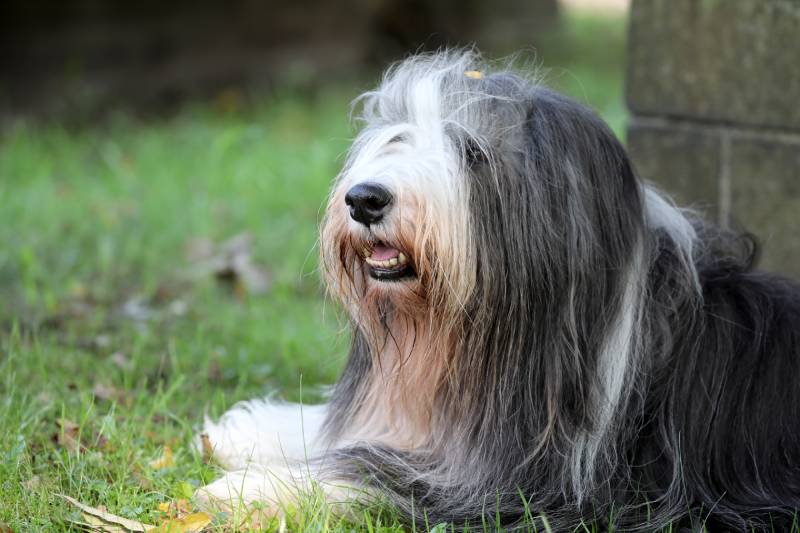 Bearded collie dog sitting on the grass