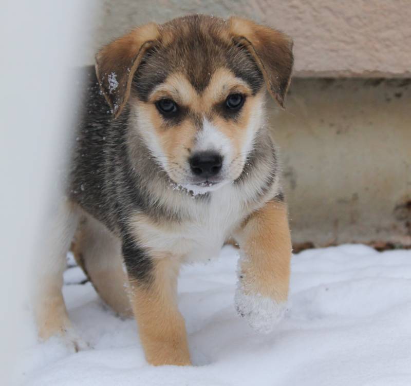 Beaski (Beagle Husky mix) playing in Colorado snow