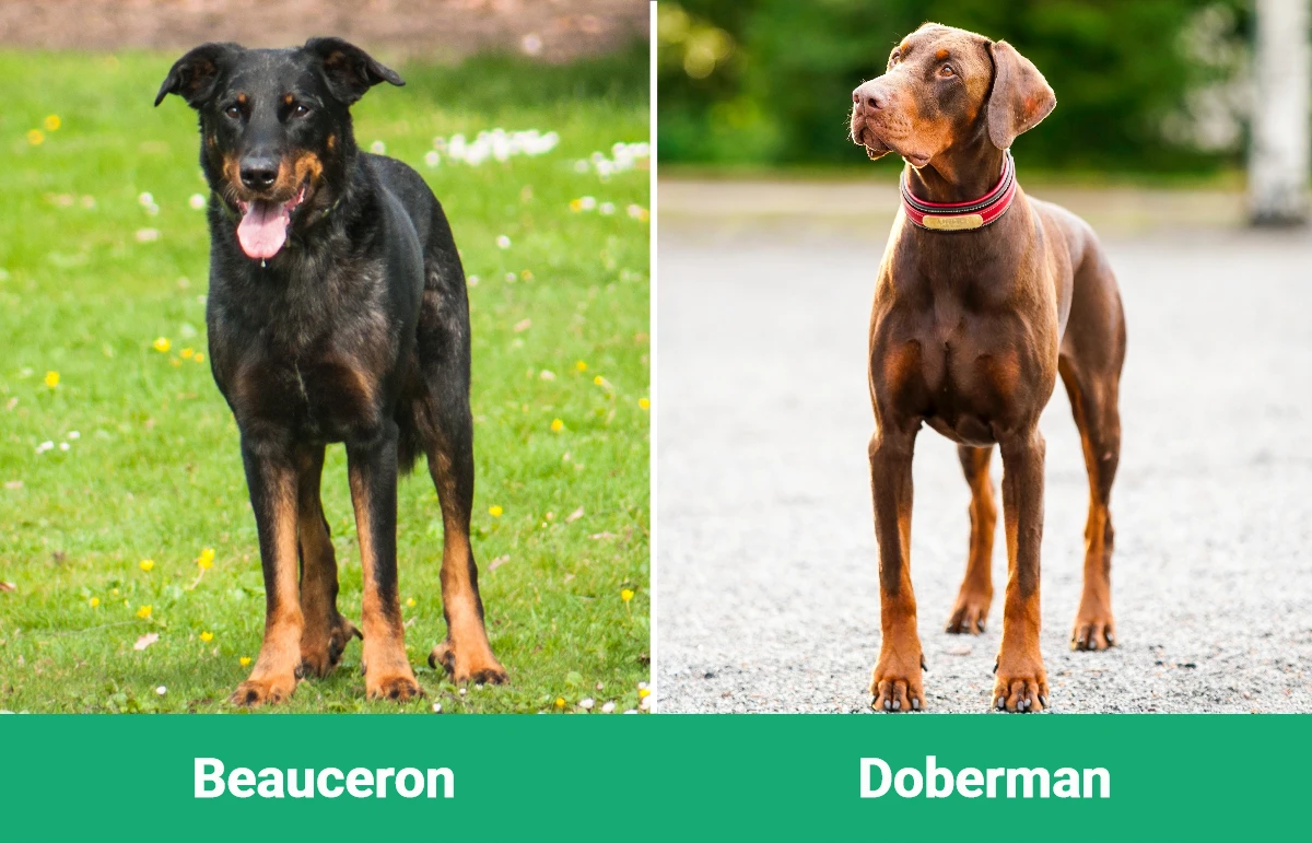 Beauceron vs Doberman - Visual Differences