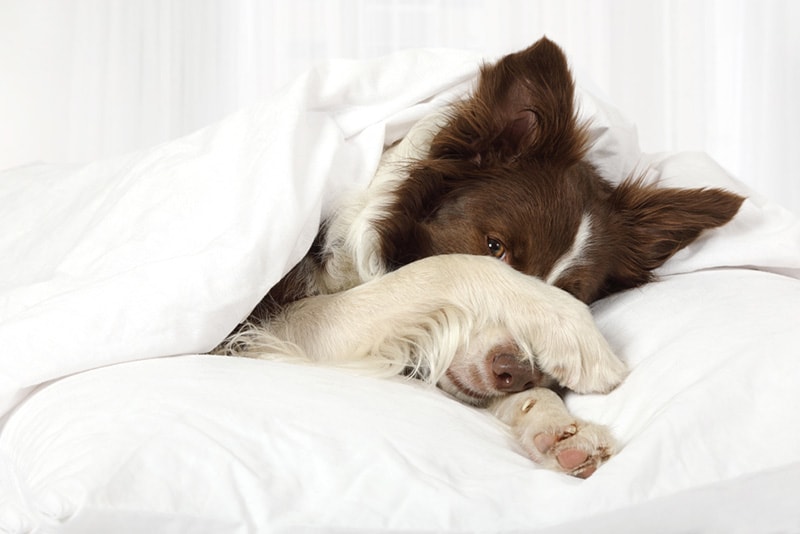 Beautiful Collie border breed dog lying in bed covering her face with a paw