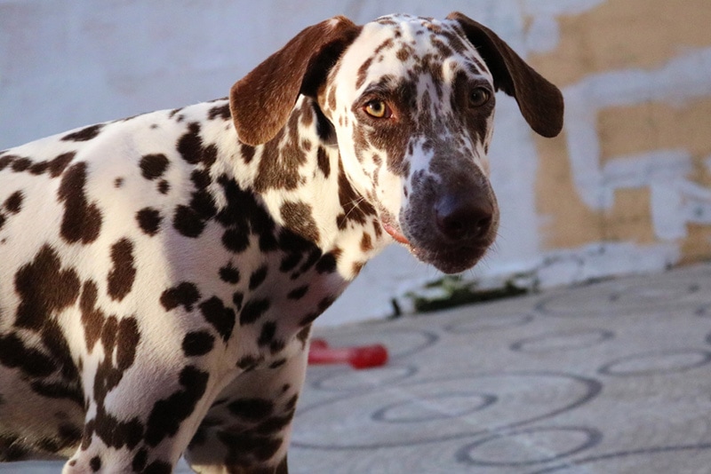 Beautiful Liver spotted Dalmatian