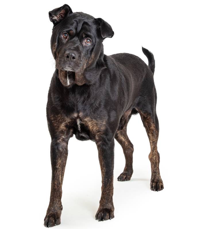 Beautiful black color Rottweiler and Sharpei crossbreed dog standing looking forward