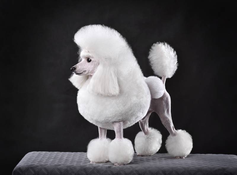 Beautiful white toy poodle dog in continental clip standing on black background