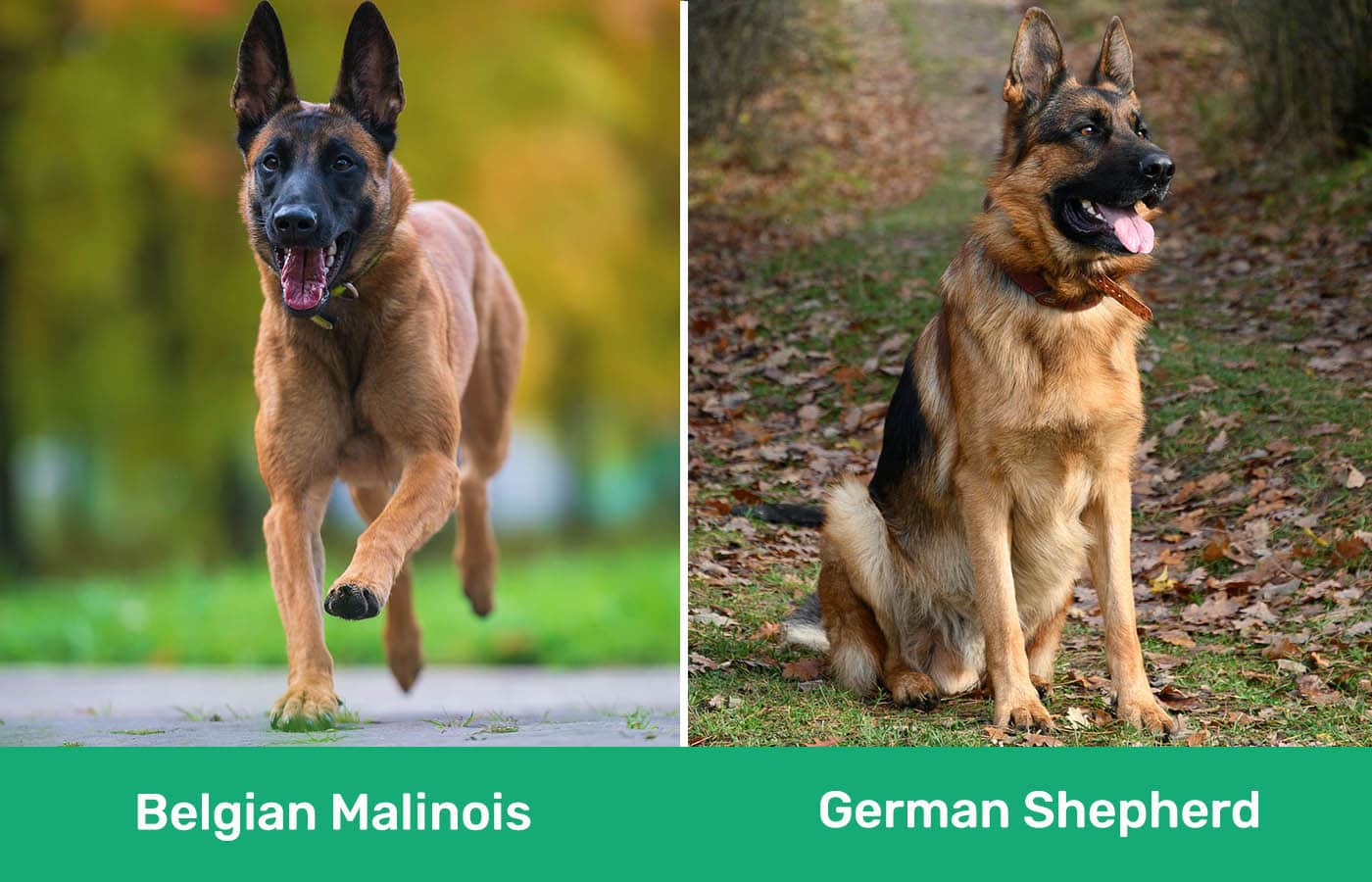 Belgian Malinois vs German Shepherd side by side