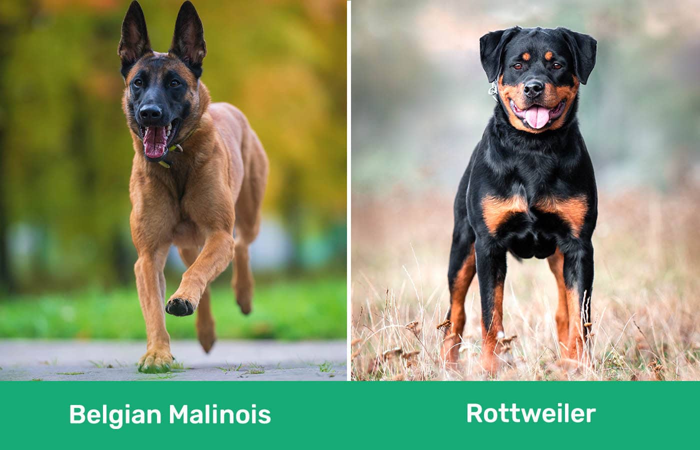 Belgian Malinois vs Rottweiler side by side