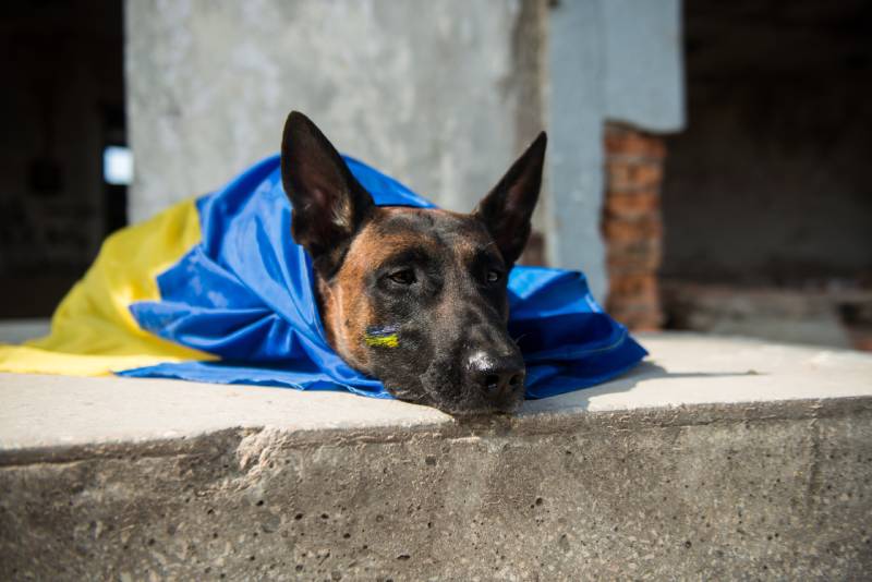 Belgian Shepherd Malinois dog with Ukrainian flag lies