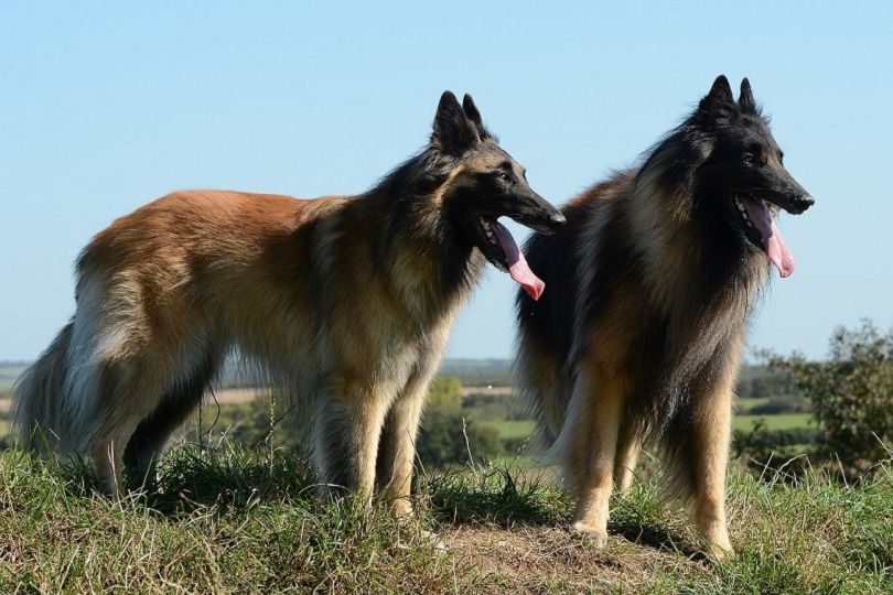 Belgian Tervuren dogs