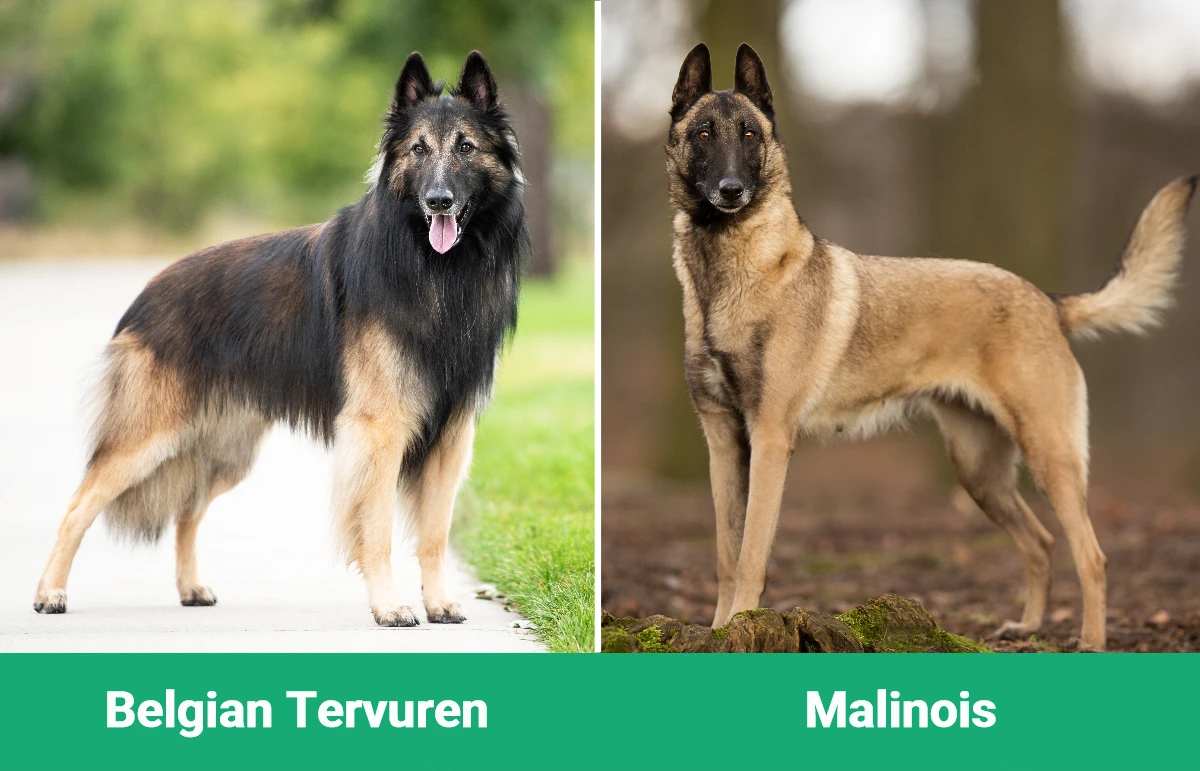 Belgian Tervuren vs Malinois - Visual Differences