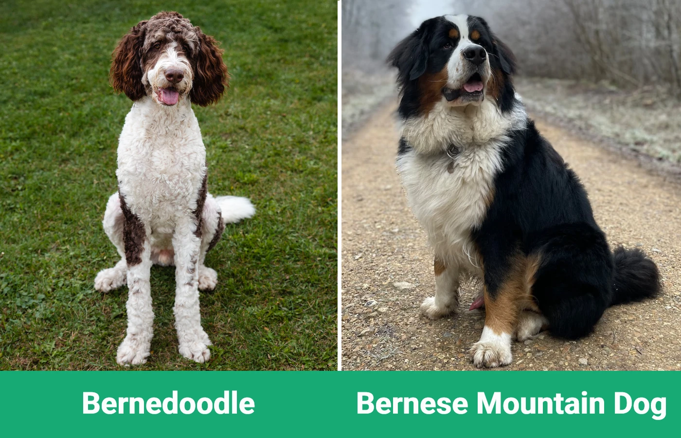 Bernedoodle vs Bernese Mountain Dog - Visual Differences