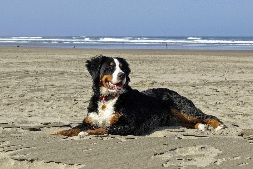 Bernese Mountain Dog lying on sand